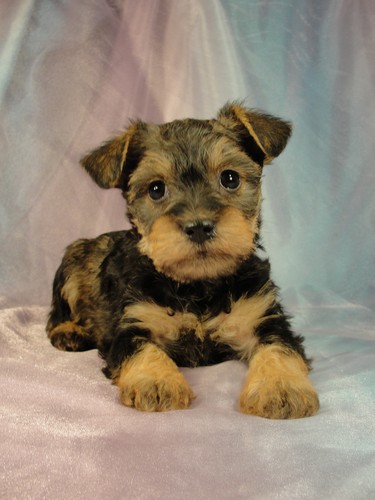 Female snorkie puppy for sale #4 Born December 18, 2011